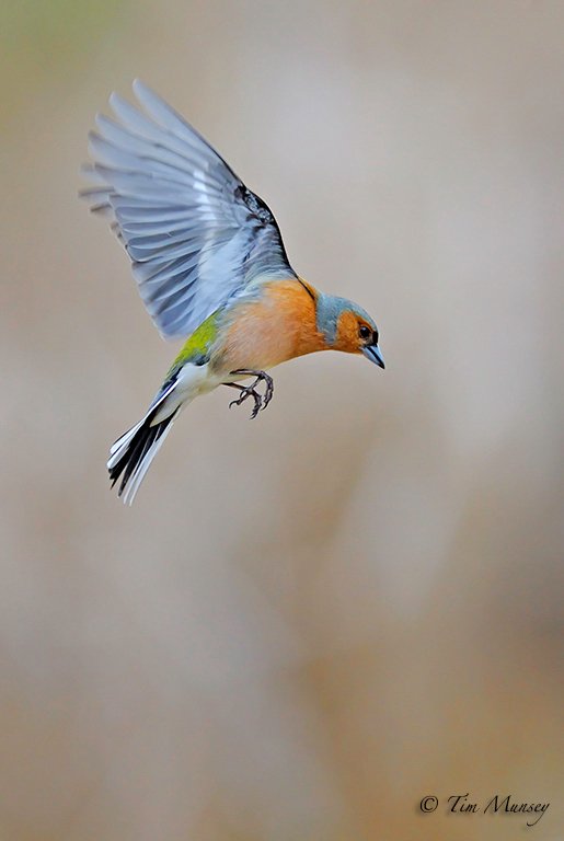 Hovering Chaffinch .jpg